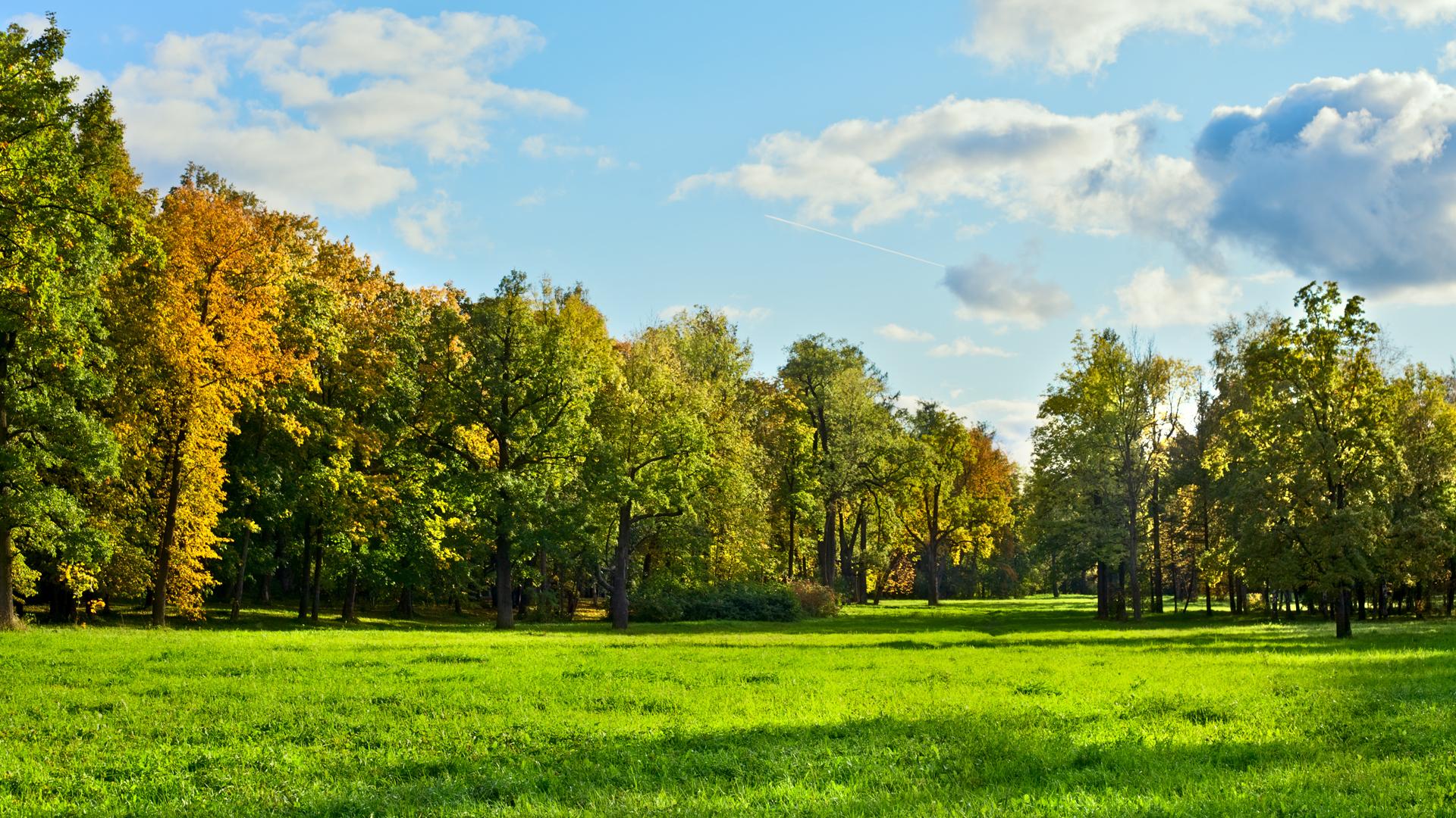 nature_field_trees