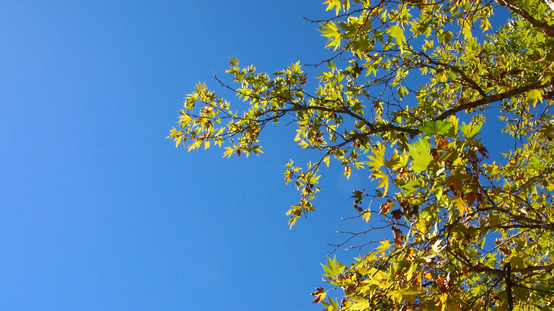 Trees and clear blue sky