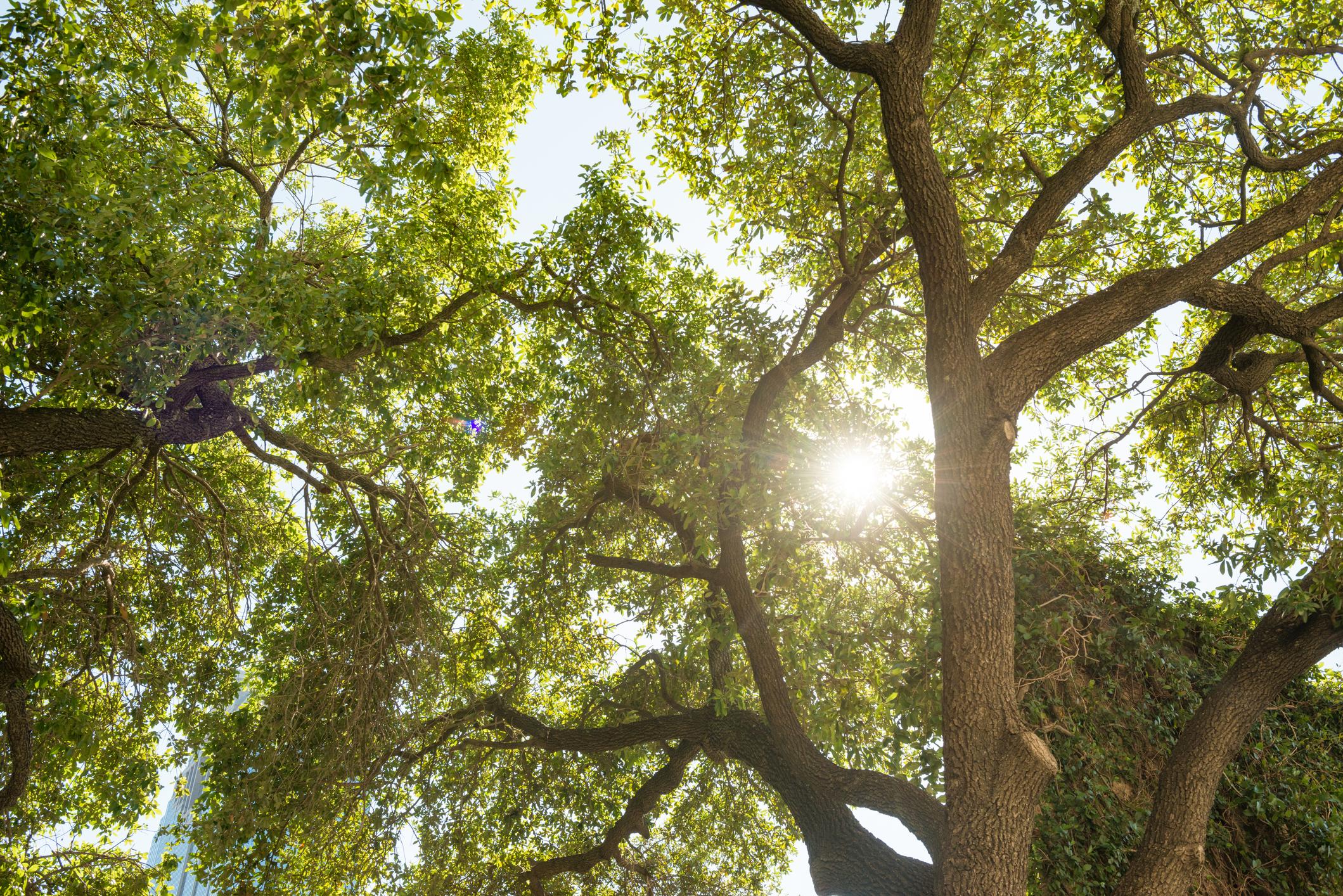 mature trees