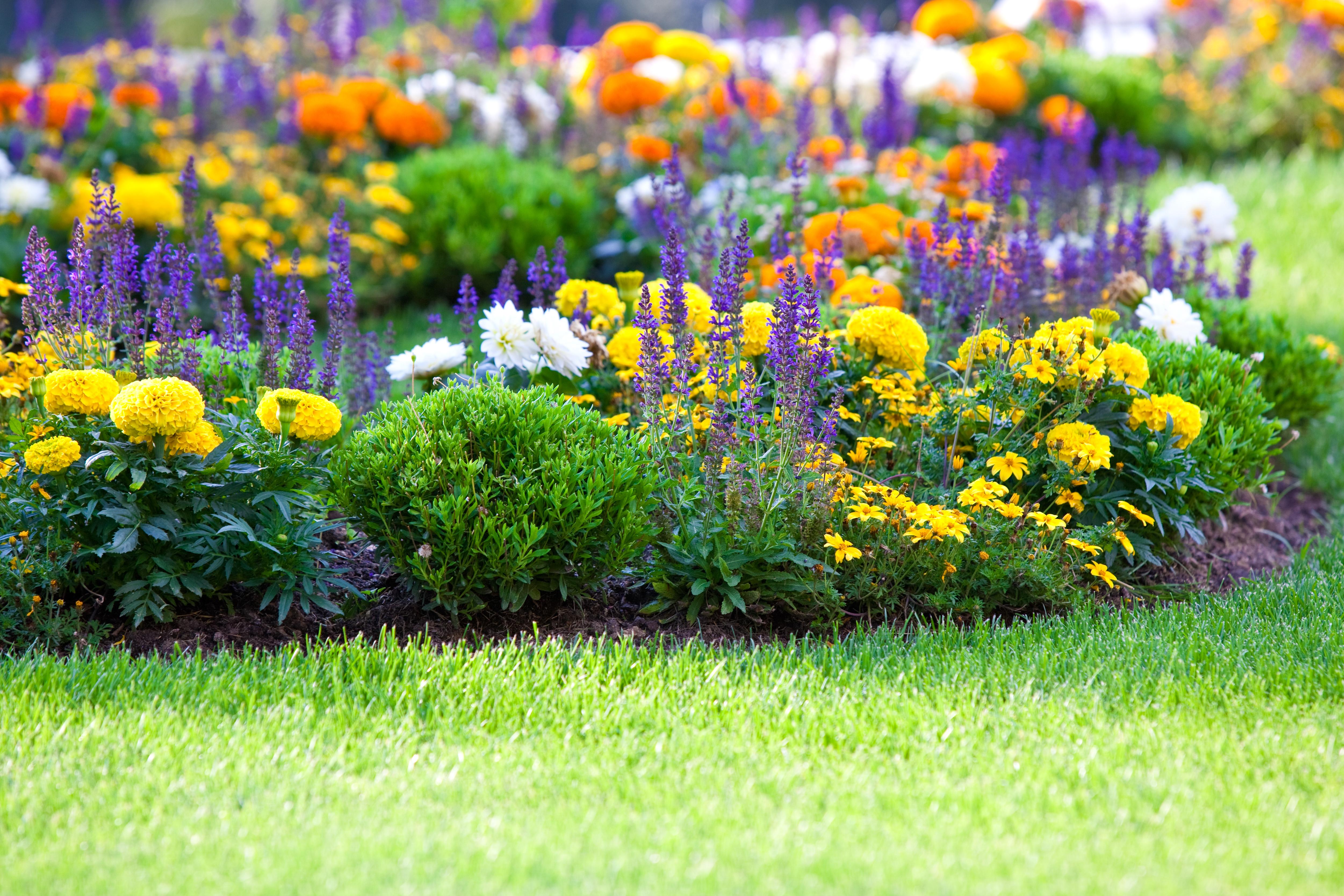multicolored flowerbed on a lawn